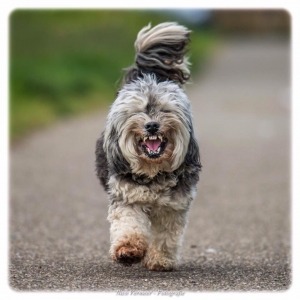 Boomer van Els van Kuppeveld