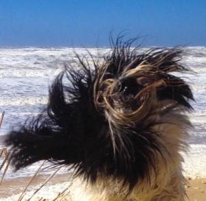 Duvel - Sabien Bosman