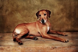 Mac van Rogier Reker