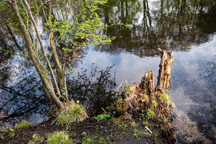 Serie Bos en bomen 4