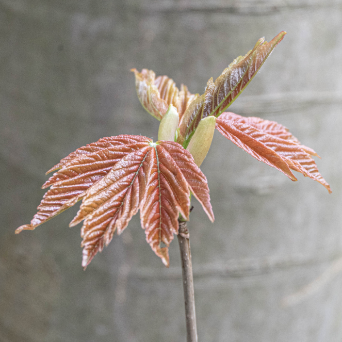 Serie Bos en bomen 3
