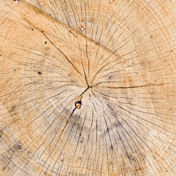 Serie Bos en bomen 2