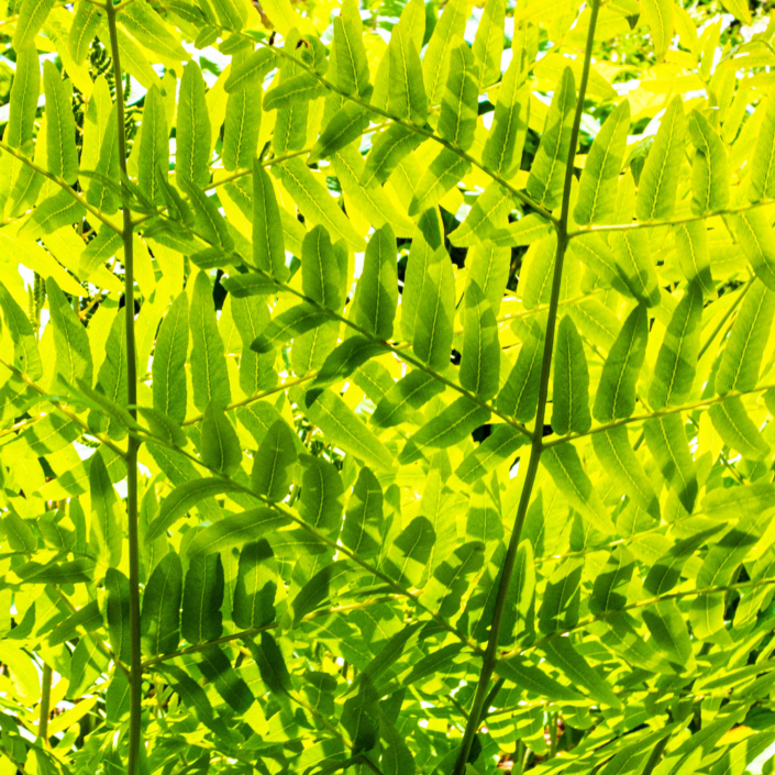 Serie Bos en bomen 1